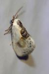 Cilix glaucata