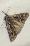 Acronicta auricoma