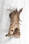 Clostera anachoreta