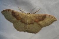 Idaea degeneraria