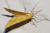 Aspitates ochrearia