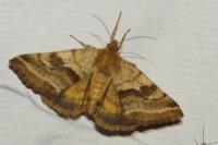 Synthymia fixa