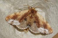 Ptilodon cucullina