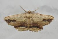 Menophra abruptaria