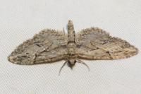 Eupithecia oxycedrata