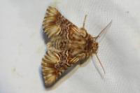 Amephana anarrhini
