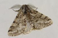 Lycia hirtaria