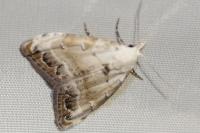 Nola infantula