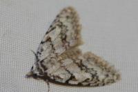 Nola cicatricalis