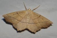 Gerinia honoraria