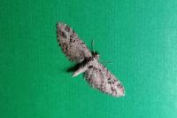 Eupithecia exiguata