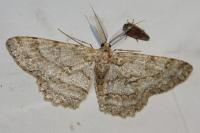 Hypomecis punctinalis