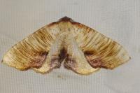 Plagodis dolabraria