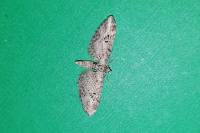 Eupithecia exiguata