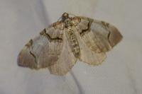 Anticlea derivata