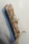 Acrobasis obliqua