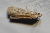 Ephestia woodiella/parasitella/elutella