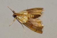 Agrotera nemoralis