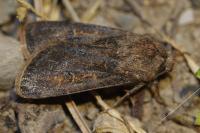Agrotis segetum