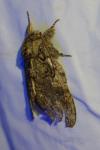 Peridea anceps