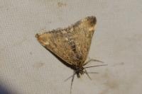 Pyrausta despicata