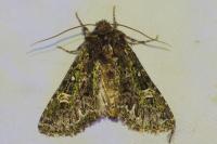 Valeria jaspidea