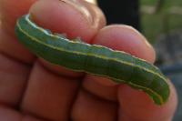Ceramica pisi