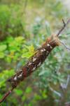 Gastropacha quercifolia
