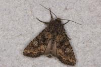 Mamestra brassicae