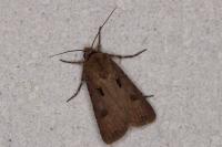 Agrotis exclamationis exclamationis