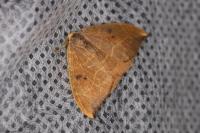 Watsonalla binaria