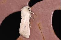 Mythimna sicula