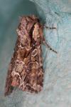 Lacanobia thalassina