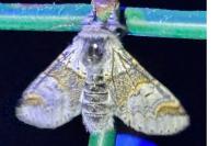 Furcula furcula