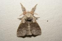 Calliteara pudibunda