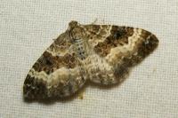 Epirrhoe alternata