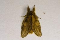 Peridea anceps