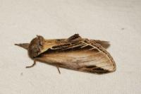 Pheosia tremula