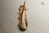 Pheosia tremula