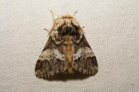 Drymonia dodonaea