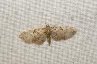 Eupithecia tantillaria