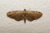 Eupithecia vulgata