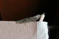 Aphomia sociella