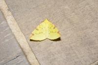Opisthograptis luteolata