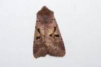 Orthosia gothica