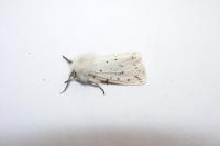 Spilosoma lubricipeda