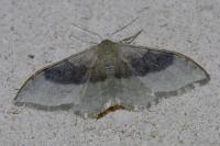 Idaea degeneraria