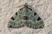 Colostygia pectinataria