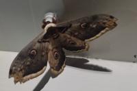 Saturnia pyri