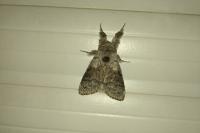 Calliteara pudibunda